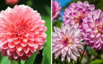 mexican flowers