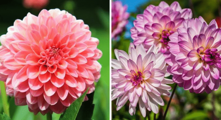 mexican flowers