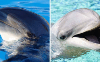 Dolphin Radar