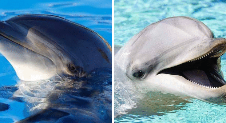 Dolphin Radar