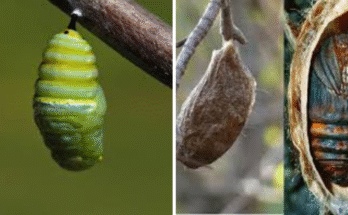 Cocoon or Cacoon