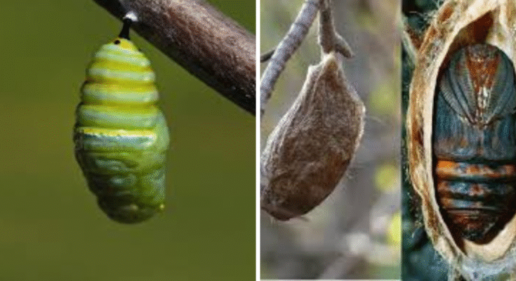 Cocoon or Cacoon