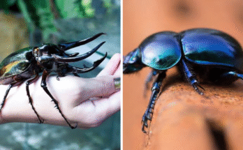 Beetle Symbolism
