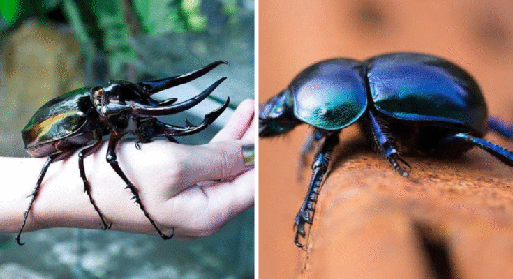 Beetle Symbolism